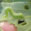 Trichoplusia ni (Gusano falso medidor. Cabbage looper)