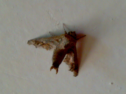 Moth عثة