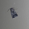 Pale shining brown moth