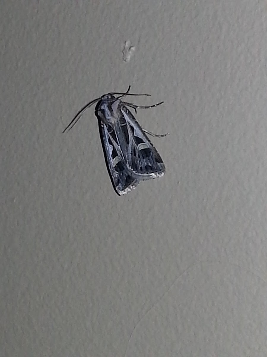 Pale shining brown moth