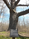 White Oak, Third Largest Tree In Berrien Coynty