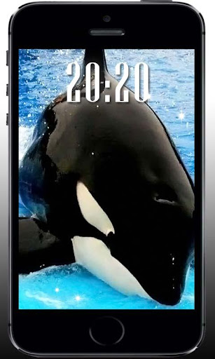 Whale Killer Sea livewallpaper