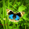 Blue Pansy ( male )