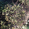 Azalea bush