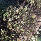 Azalea bush