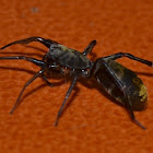 Ant-mimic Ground Sac Spider