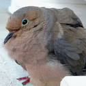 American Mourning Dove