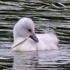 Trumpeter Swan (cygnet)