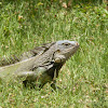 Green Iguana