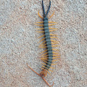 Centipede