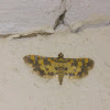 Tiny Yellow-Black Crambid Moth
