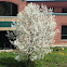 Bradford pear tree