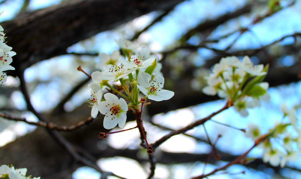 White Cherry Blossom