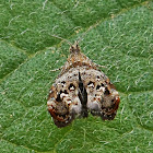 Small moth