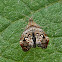 Small moth
