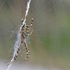 Wasp spider - Argiope