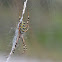 Wasp spider - Argiope