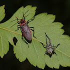 Red-shouldered bug (freshly molted adult)