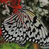 Rice Paper Butterfly