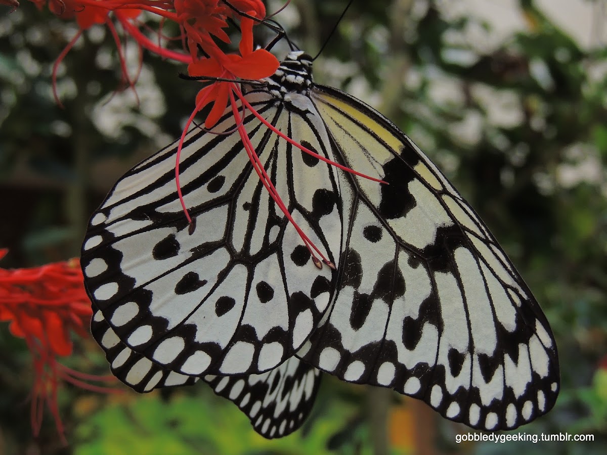 Rice Paper Butterfly