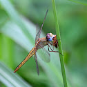 Ruddy Marsh Skimmer (Female)
