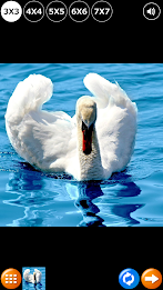 Tile Puzzle: Birds poster 10