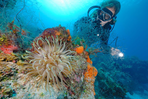 A scuba diver finds an anemone off the coast of Cozumel, Mexico.