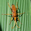 Spider wasp /  Pompilid wasp