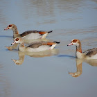 Egyptian Goose