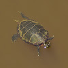 Eastern painted turtle