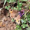 Large Wall Brown