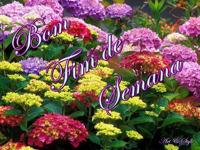 Natures-Flower-1-7PRYLCQL6B-800x600.jpg.