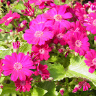 Pink florist cineraria
