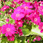 Pink florist cineraria
