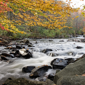 Fall Stream by Isaac Moscovich - Landscapes Waterscapes