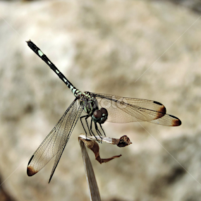Dragonfly / Swift Setwing by Christie Chambers - Animals Insects & Spiders