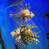 Lion Fish by Ben Thompson -  