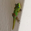 Orange-spotted Day Gecko