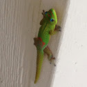Orange-spotted Day Gecko