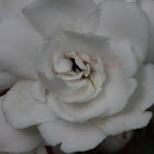 Cashmere Bouquet