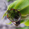 Southern Green Shieldbug Nymph