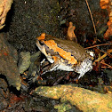 Asiatic painted frog