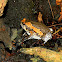 Asiatic painted frog