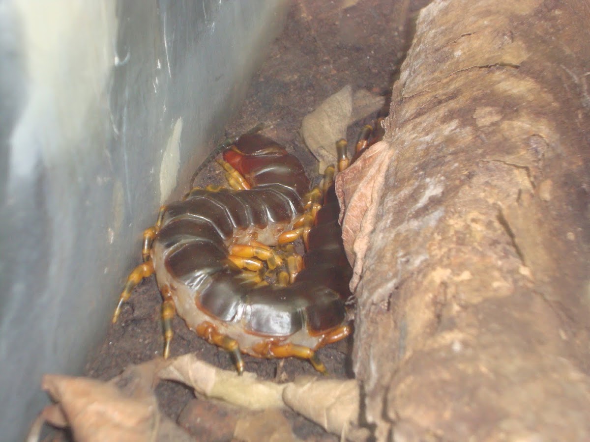Amazonian Giant Centipede 