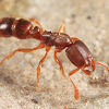 Ponerinae Ant