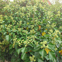 Gemeiner Efeu - common Ivy