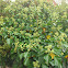 Gemeiner Efeu - common Ivy