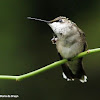 Ruby-throated hummingbird, grooming