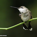 Ruby-throated hummingbird, grooming