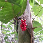 Anadendrum latifolium